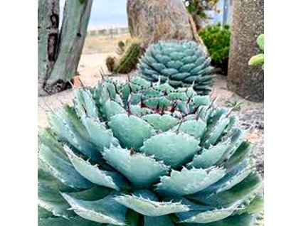 agave premium 1000x1000 v2
