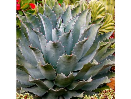 agave premium 1000x1000 v4 (1)