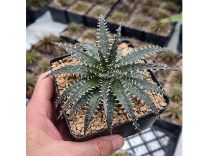 134d7d43 a163 4810 b6ea a234b6639ca1