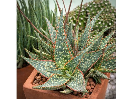 f2009e57 7b34 4315 ba72 2382fd558258