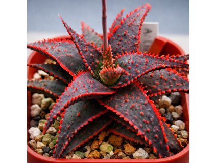 bec99355 e977 493a bab0 93ddacecda96