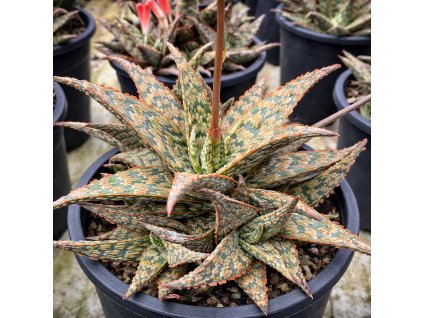 2ca5c721 e9f7 4d33 a2db bf7cbf040d3d