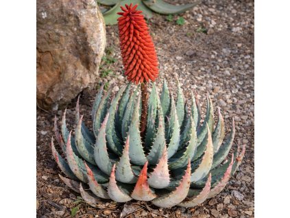 ec82957c 0e16 4126 91e6 7a33503af90b