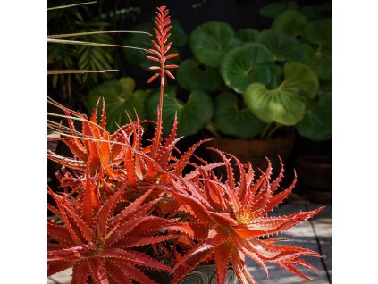 bad666c8 3e4f 4a96 bb45 5addf695c2a0