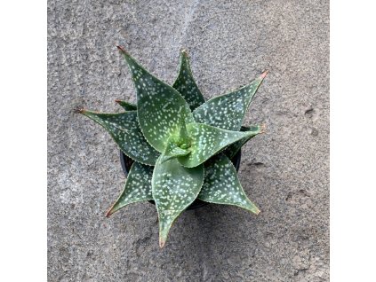 87b0cfc7 cbc3 4665 884e 8b3c191ebf00