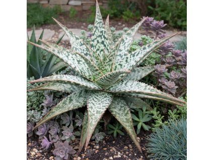aloe cleopatra silence ca pousse