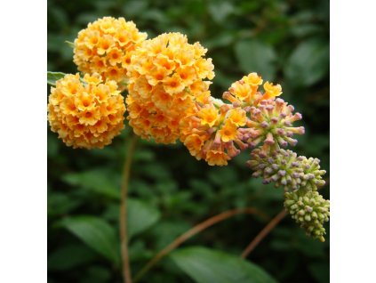 2b2bc123 5d44 40de a8ed d466b9ce9396