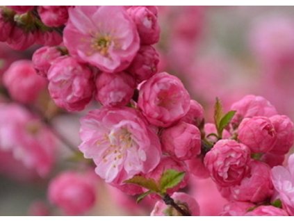 Prunus triloba Multiplex Teltvirágú babarózsa
