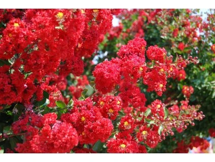 Lagerstroemia indica Dynamite 6.28.10 5 1024x1024@2x