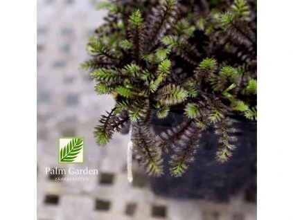 c10beabb 91e8 445a a945 66978e05cfcf