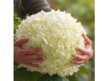 fabe8a41 735f 423e a651 2a82e62669ab