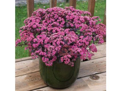 sedum telephium seduction ros soir e
