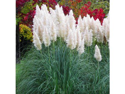 3253227 cortaderia white plume 02