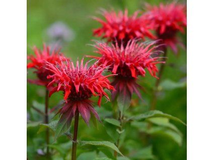 monarda 1000x1000