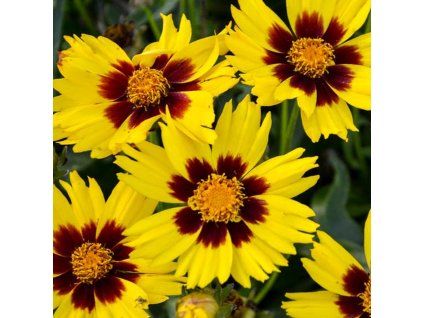 coreopsis grandiflora sunkiss 1000x1000