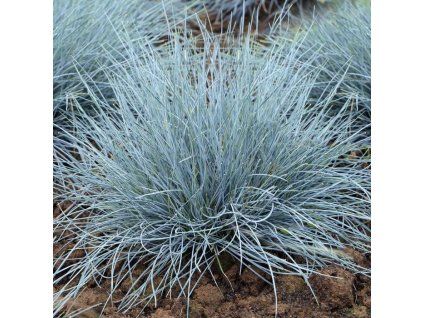 Festuca glauca Elijah Blue