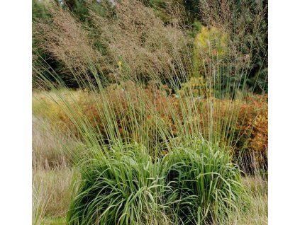 molinia karl foerster 1
