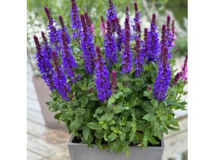 Salvia nemorosa Marvel Dark Blue 2 Groot