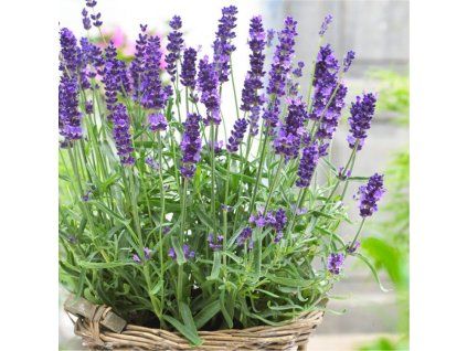 lavender hidcote blue pot 750x750 1 1