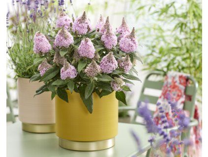 Buddleja Rockstar Pink (6)