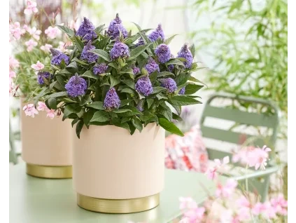 Buddleia davidii Little Rockstars® Blue 42927 S 3