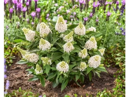 Buddleia davidii Little Rockstars® White 42928 S 3