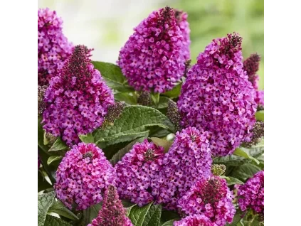 Buddleia Little Rockstars Red Butterfly Bush 3