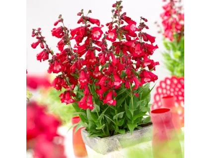 Penstemon hartwegii Polaris Red 17089 S 1