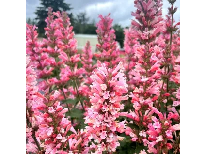 Agastache Pink Pearl 4