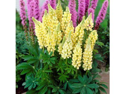 Lupinus polyphyllus 'Yellow Shades'