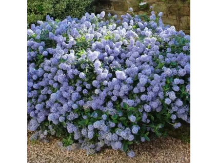 Ceanothus Thyrsiflorus Var. Repens Amerikaanse Sering 1