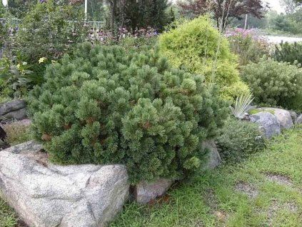 pinus mugo pumilio5