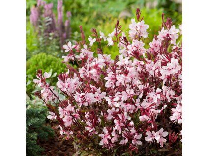 Gaura compact lt pink3