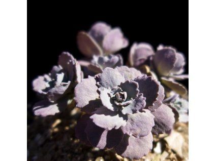 sedum red canyon