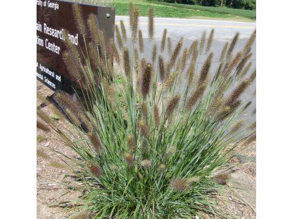 Pennisetum alopecuroides 'Praline'