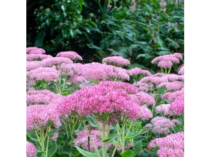 Sedum Autumn Joy perennials online shop