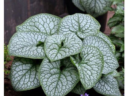 BRUNNERA MACROPHYLLA ´MEGA HEART´4