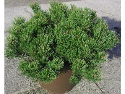 pinus mugo pumilio4