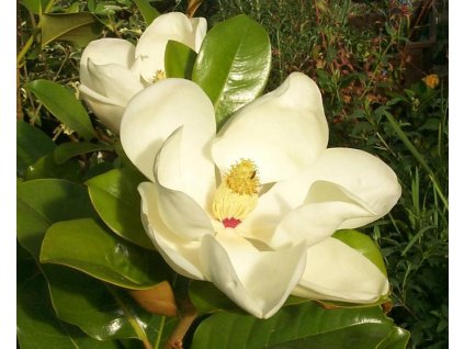 Magnolia Grandiflora Gallisoniensis