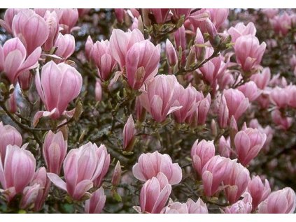 magnolia soulangova5