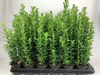 euonymus fortunei emerald green spire