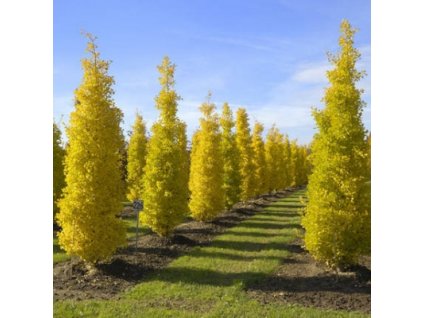 ginko biloba eiffel2