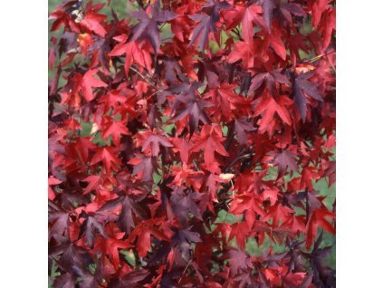 liquidambar styraciflua 2 800x800