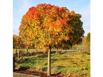 LIQUIDAMBAR STYRACIFLUA GUM BALL