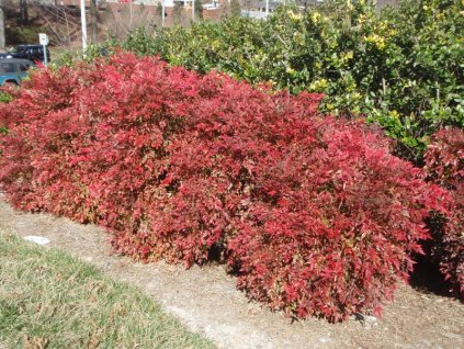 nandina domestica gulf stream3