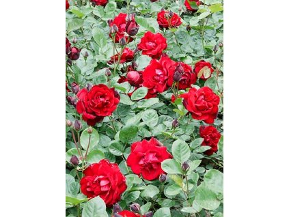 ruza podokryvna marlena2