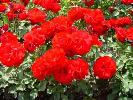 ruza podokryvna marlena