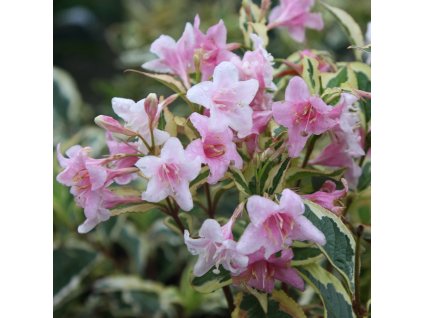 weigela florid