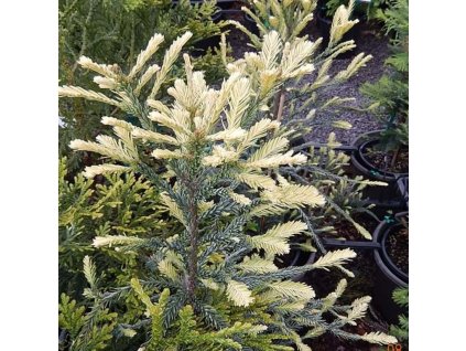 sequoia sempervir adpressa