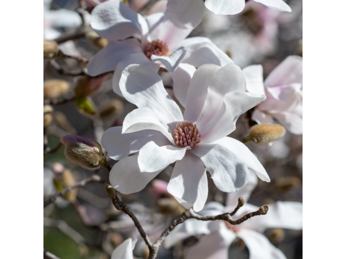 magnolia loebneri merrill green gift3